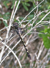 Common Sanddragon